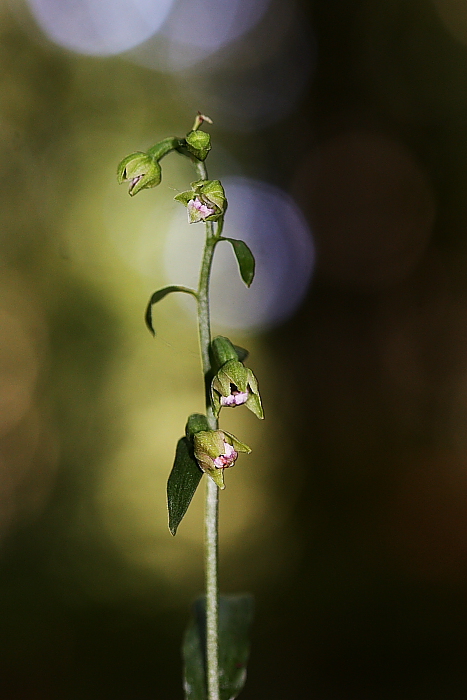 Epipactis exilis